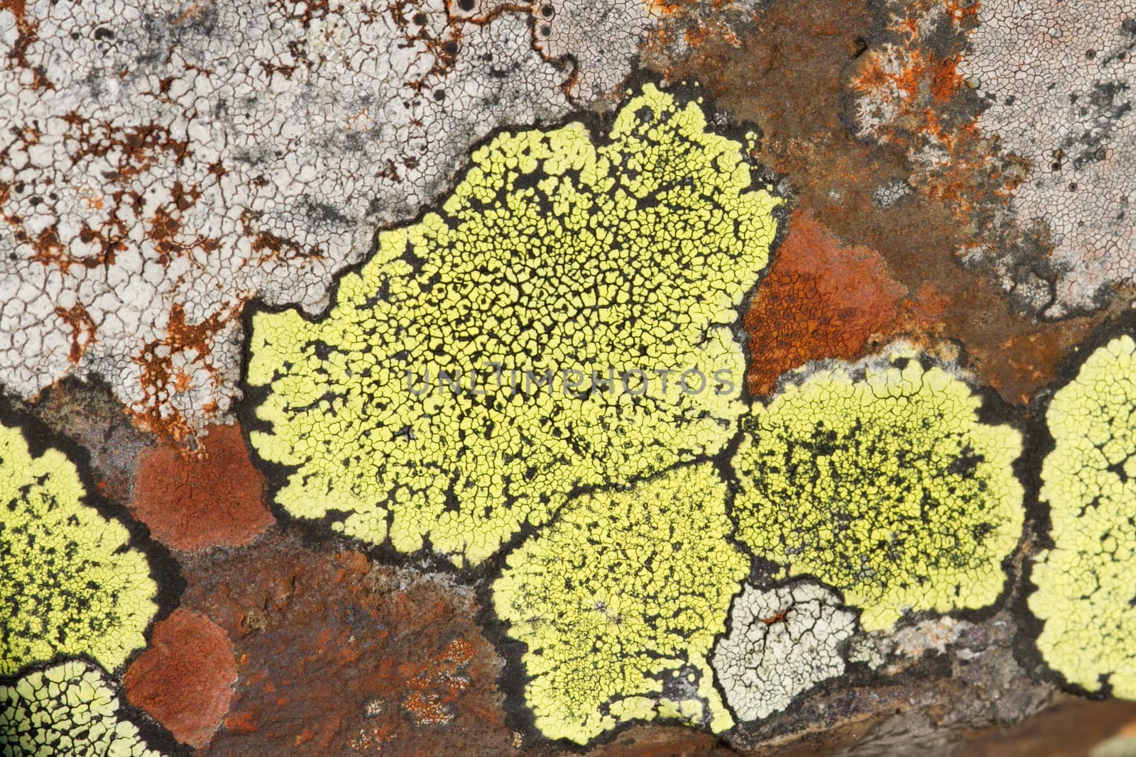 Green, orange and white map lichen with zone lines in black between colonies on slate.