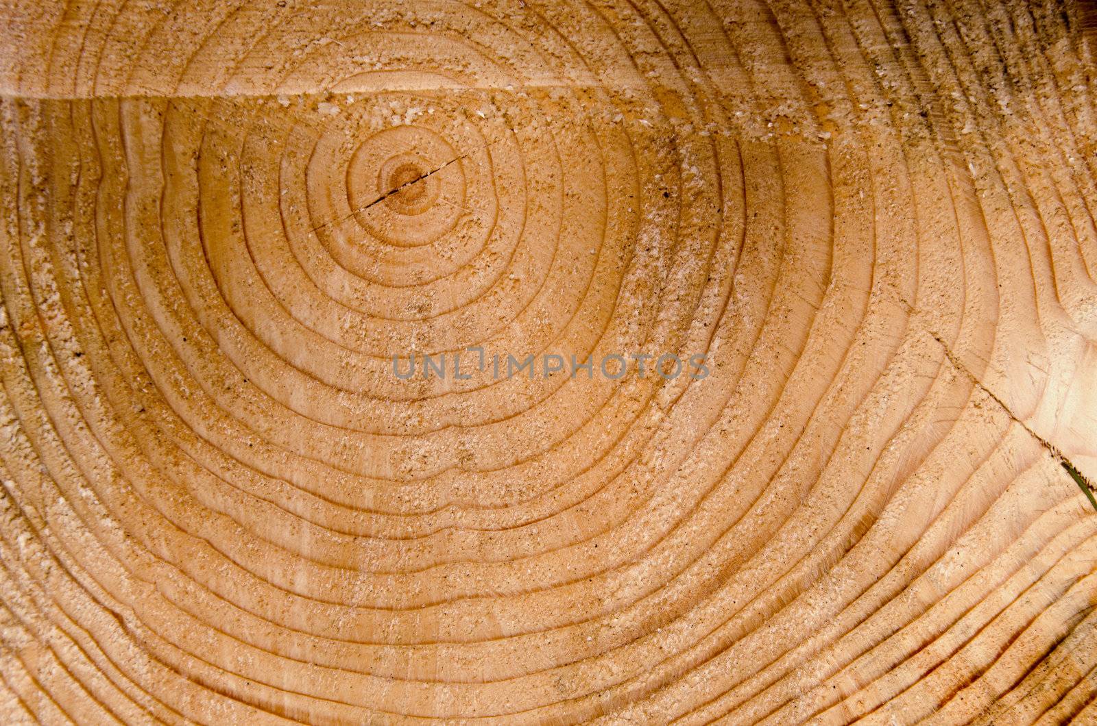 Background of cut tree trunk closeup macro details. Age of tree. Timber industry. Deforestation with chainsaw.