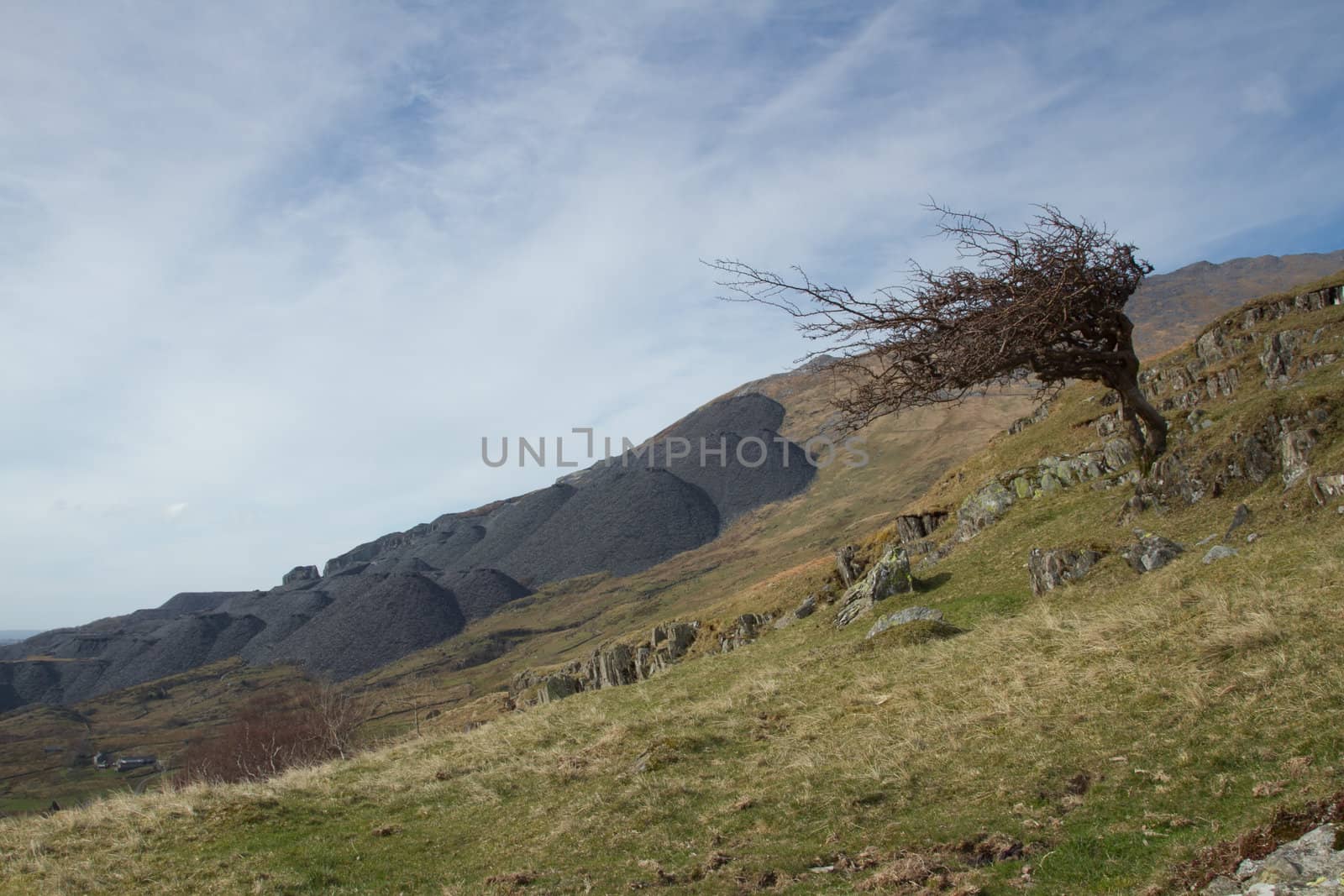 Mountain landscape with a hawthorn tree and moorland leading to slate quarry tips in the distance.