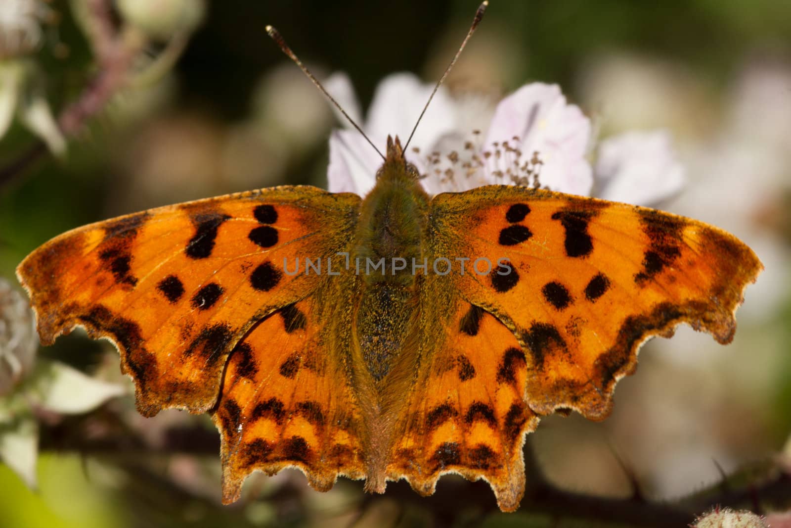 The coma butterfly, Nymphalis c-album, with open, ragged, wings on a bramble flower.