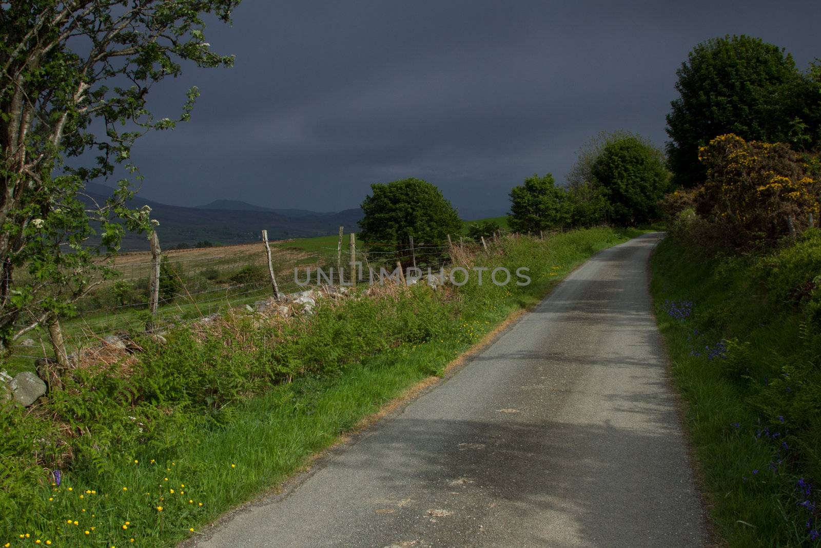 A country road on a dark day with a sunburst illuminating the road and hedges with flowers and plants.