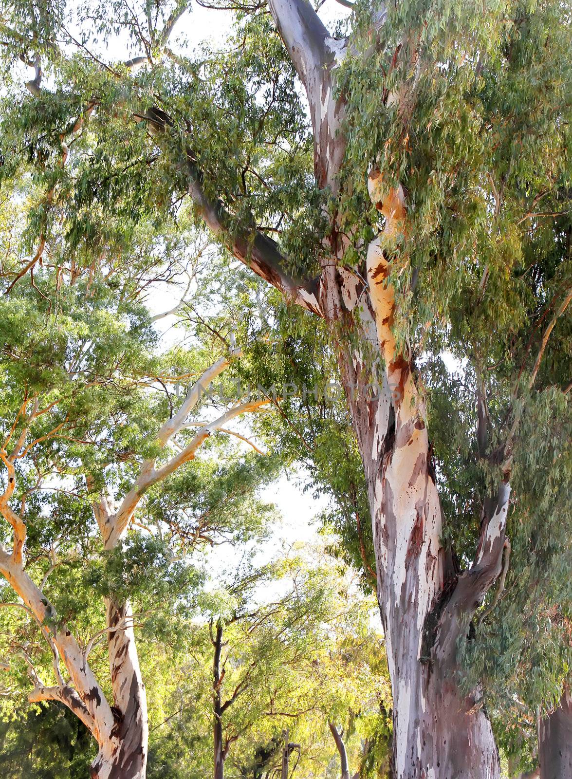 A Eucalyptus tree in Buenos Aires, Argentina.