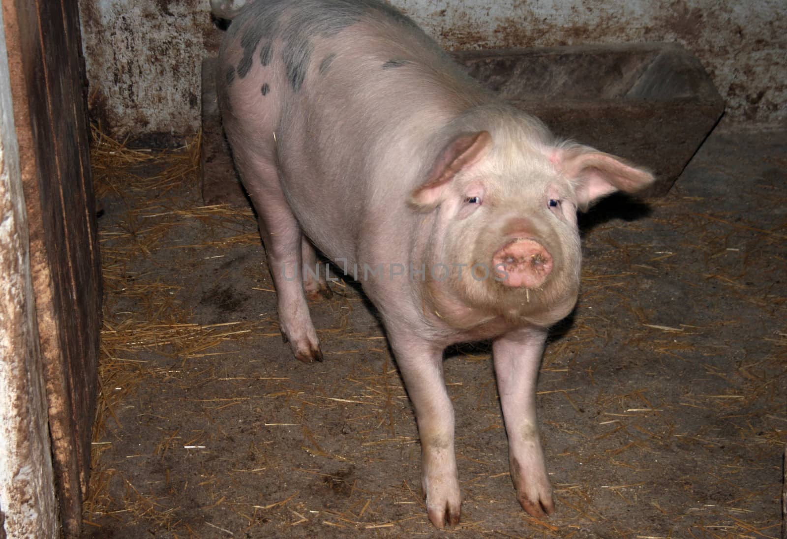 A pig in pigsty at the farm