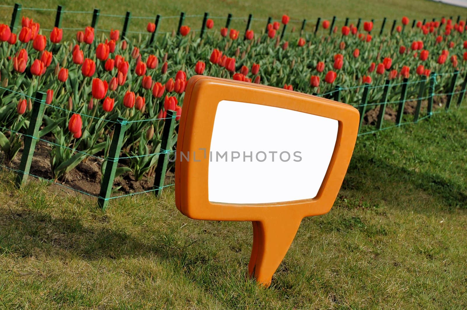 Tulip garden in spring - message board