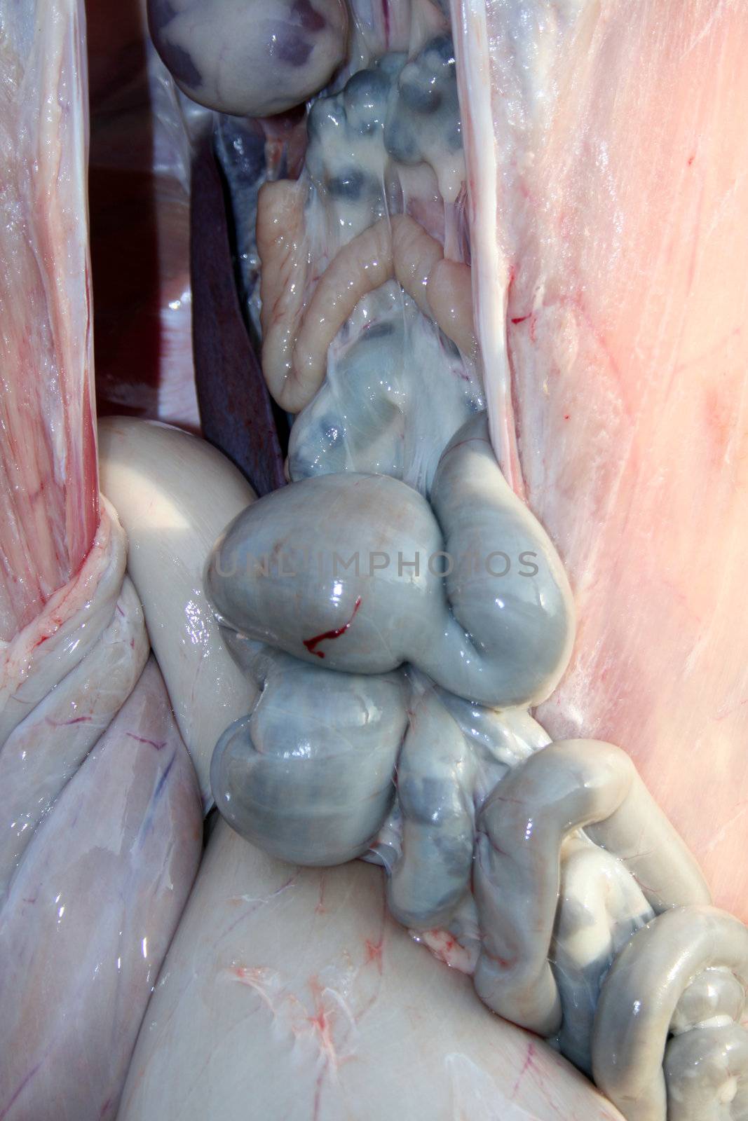 Close up of lamb's intestine