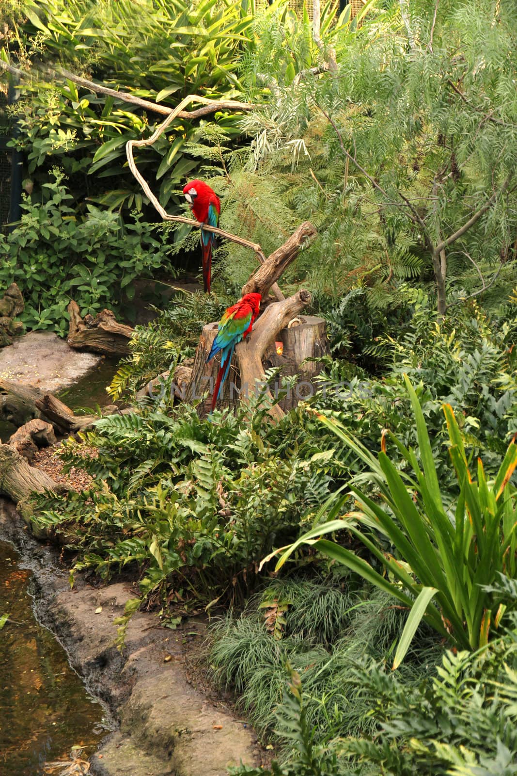 A Parrot in the tropical Forest.