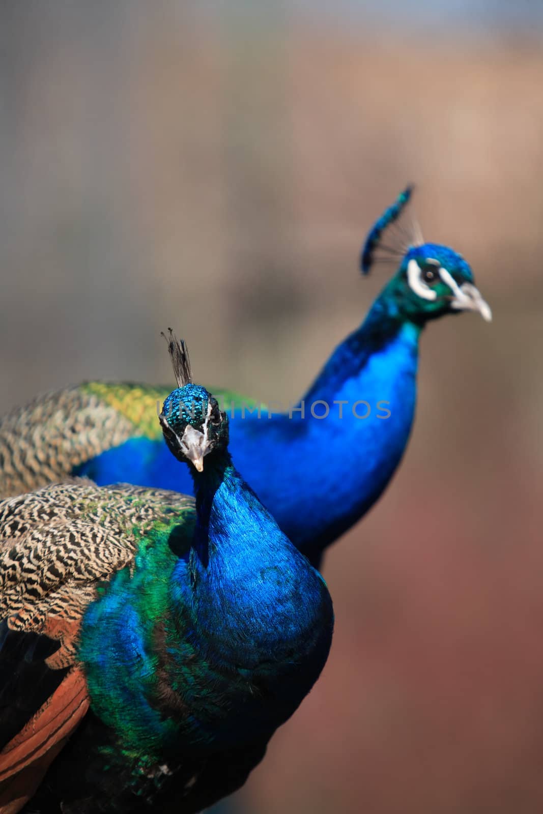 Closeup portrait of pair beautiful peacocks on dark background with free space for text