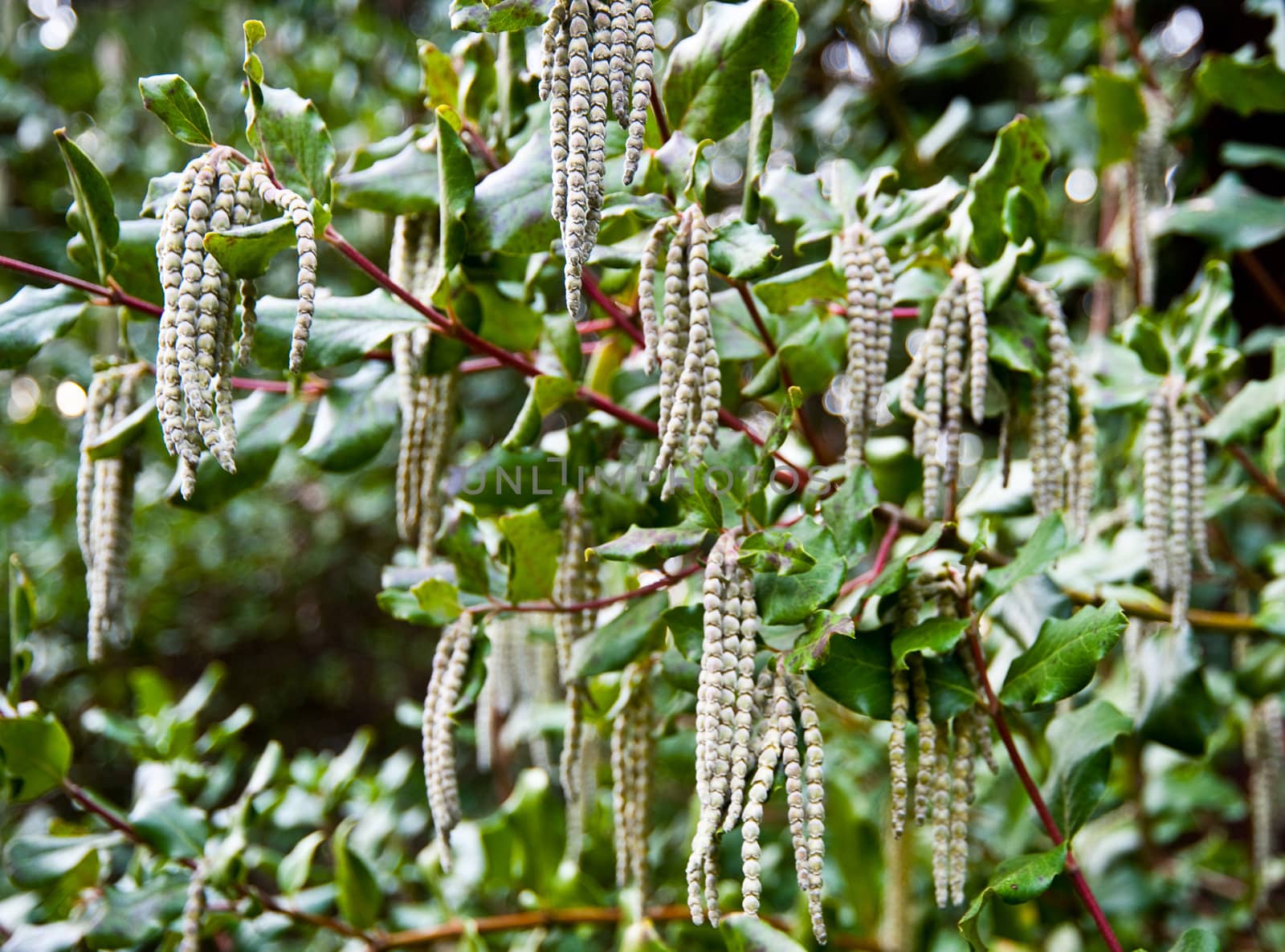 Hybrid Silk Tassel Bush