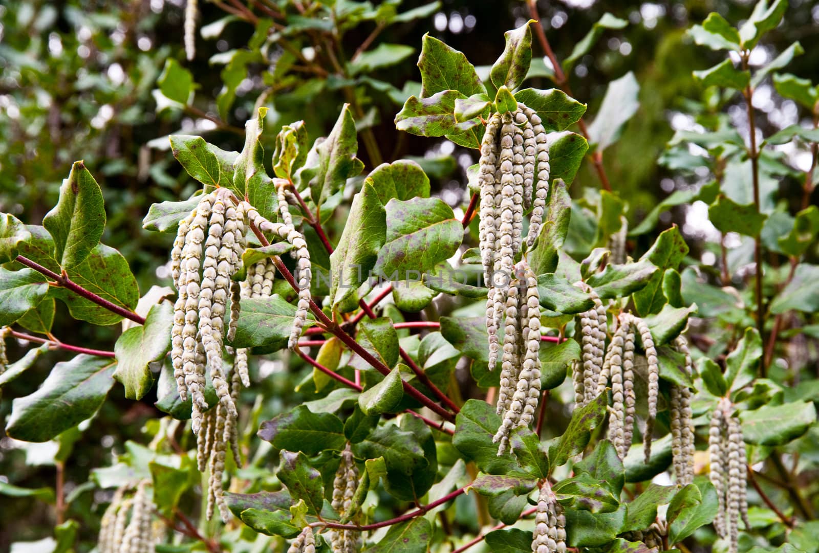 Hybrid Silk Tassel Bush