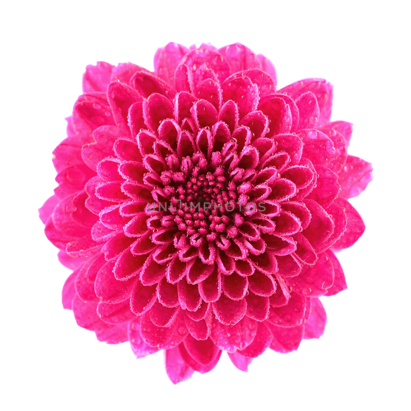 Pink Chrysanthemum isolated on white.