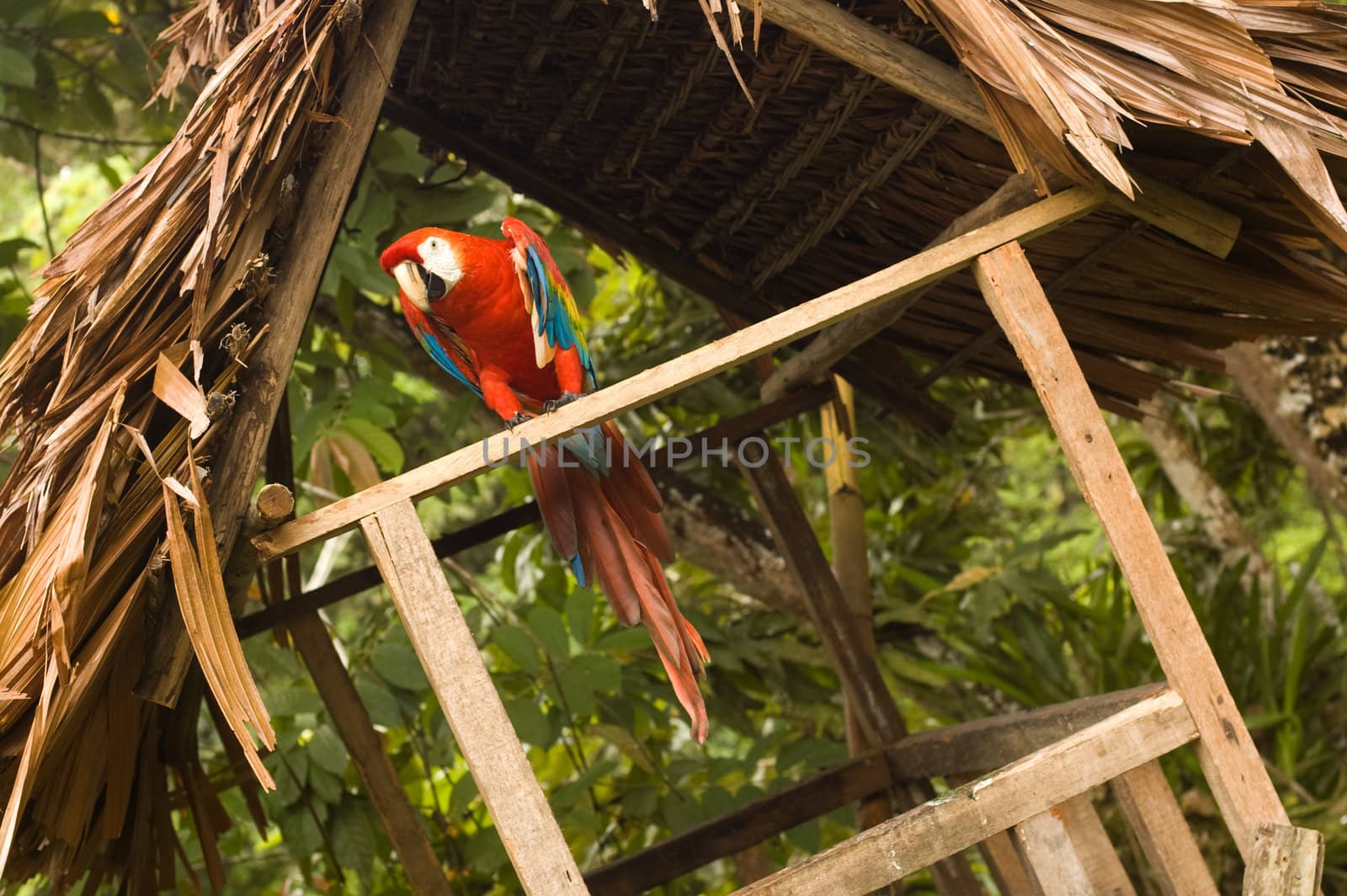 SCARLET MACAW (Ara macao) in its hut