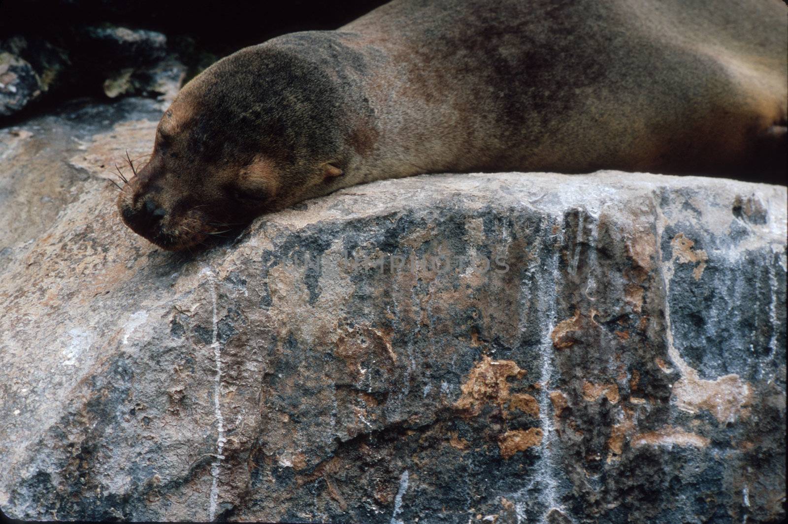 Galapagos sea lion by edan