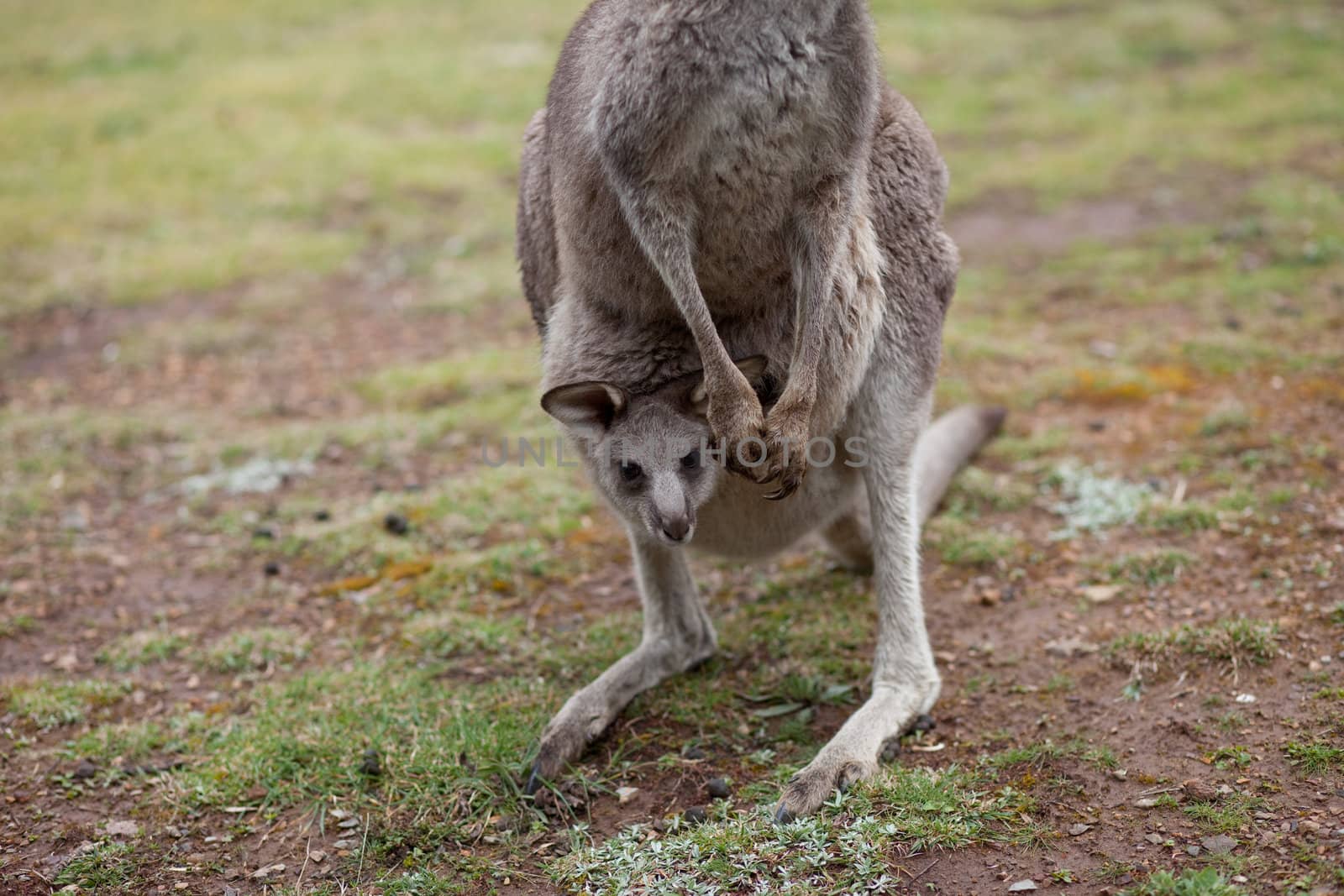 Kangaroo with baby by edan