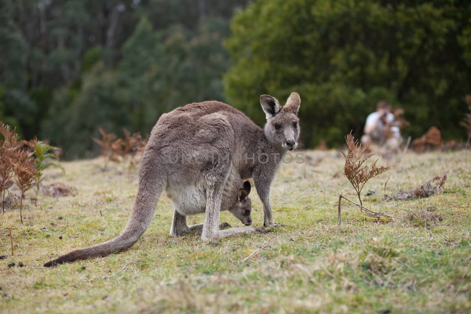 Kangaroo looking at the camera ready to hop