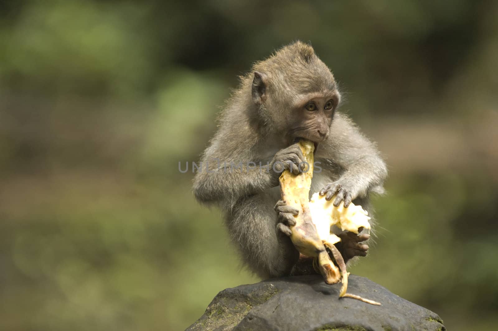 Balinese Monkey by edan