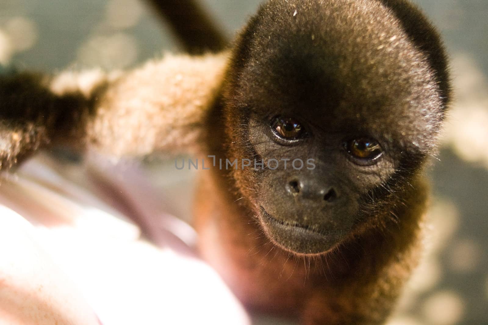 Brown monkey close up looking at the camera