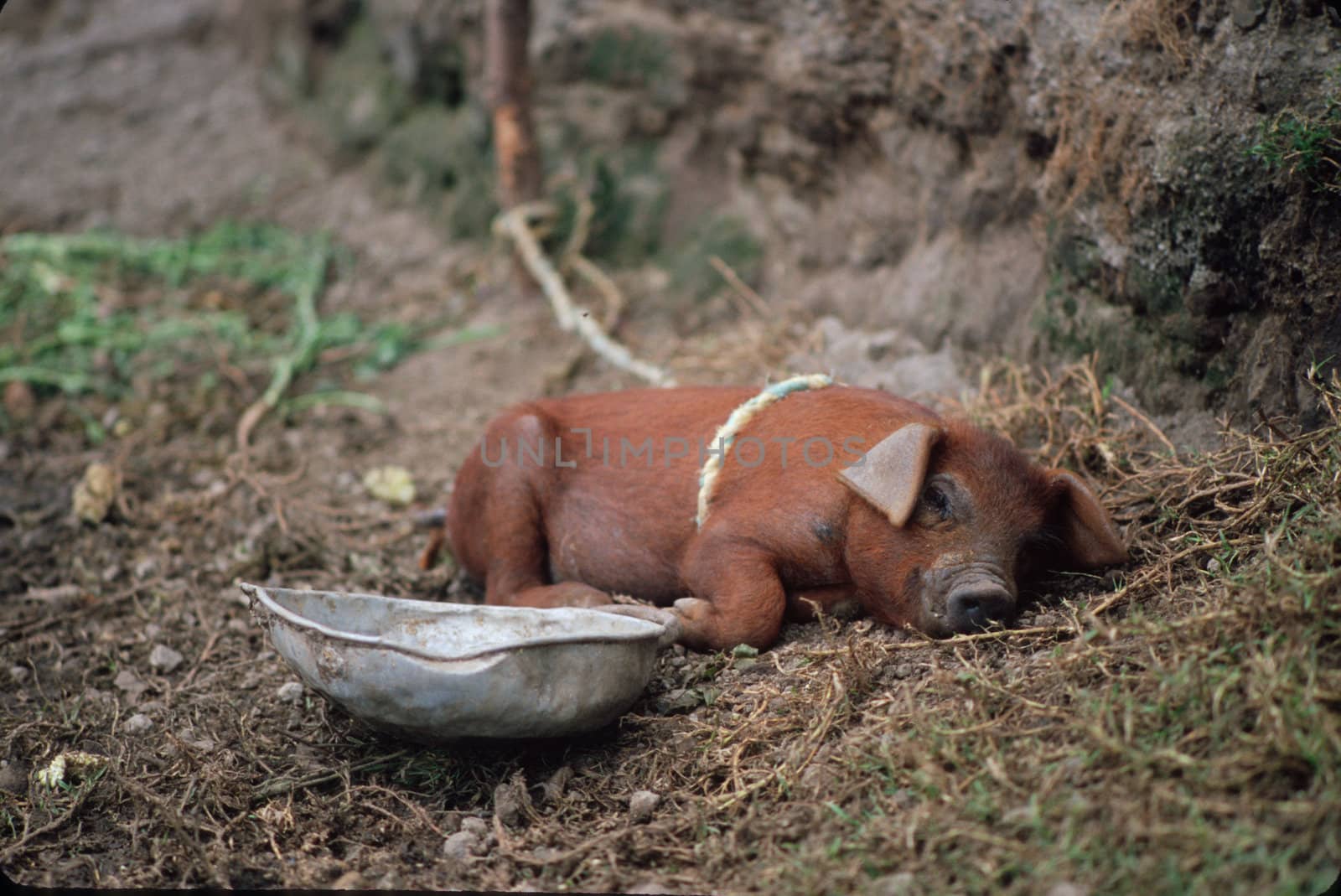 Pig sleeping in rural Ecuador