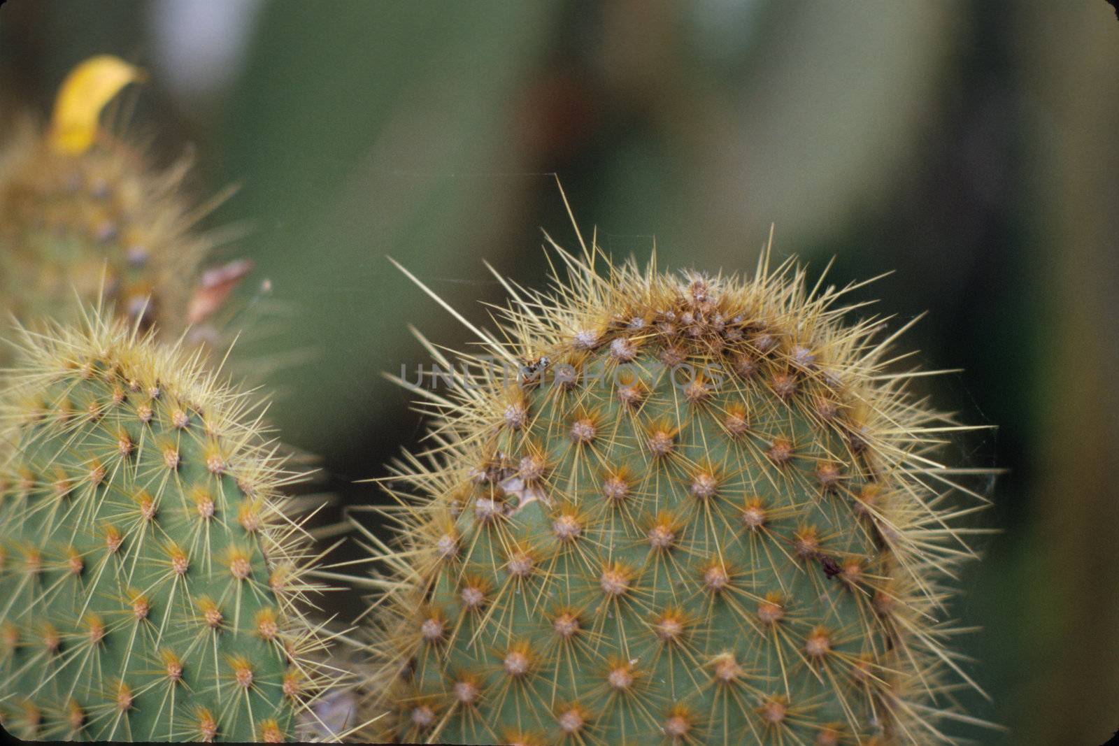Close up photo of spiky cactus leaves, Ecuador