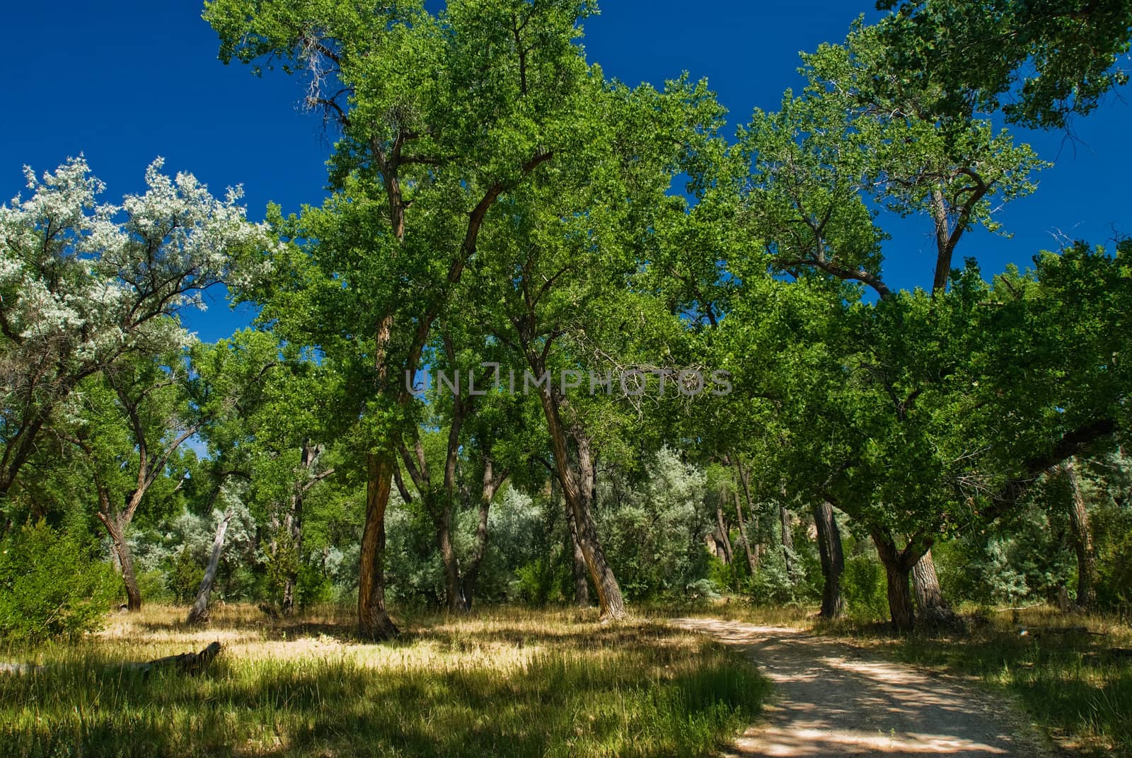 Path through an open forest with blue sky