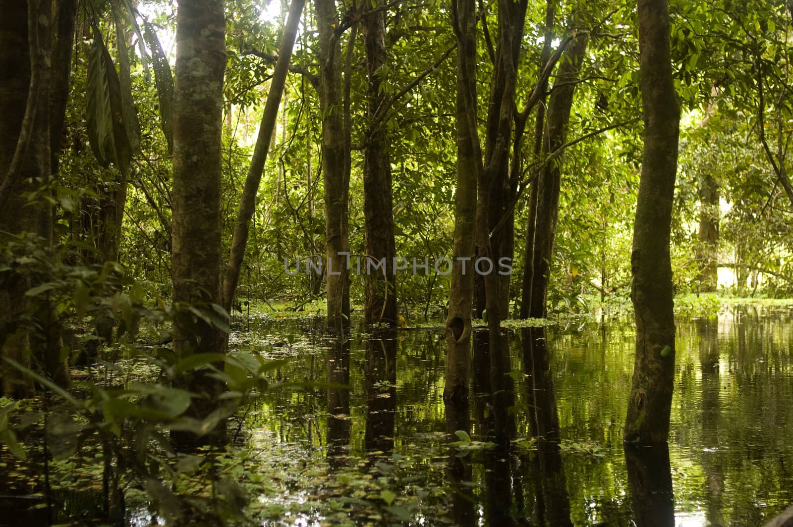 Amazon Rainforest Swamp by edan