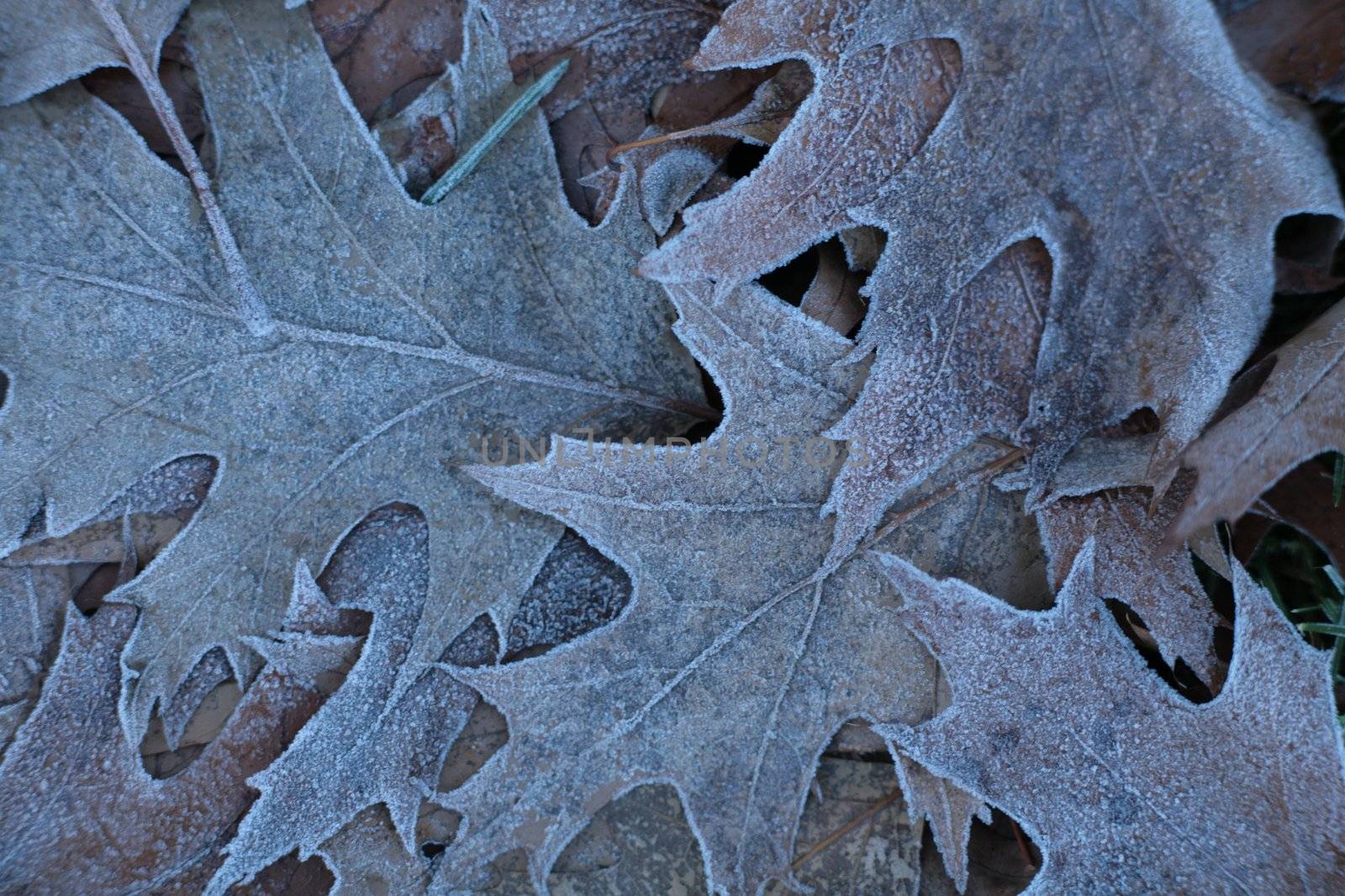 Close-up of some leave in the ground