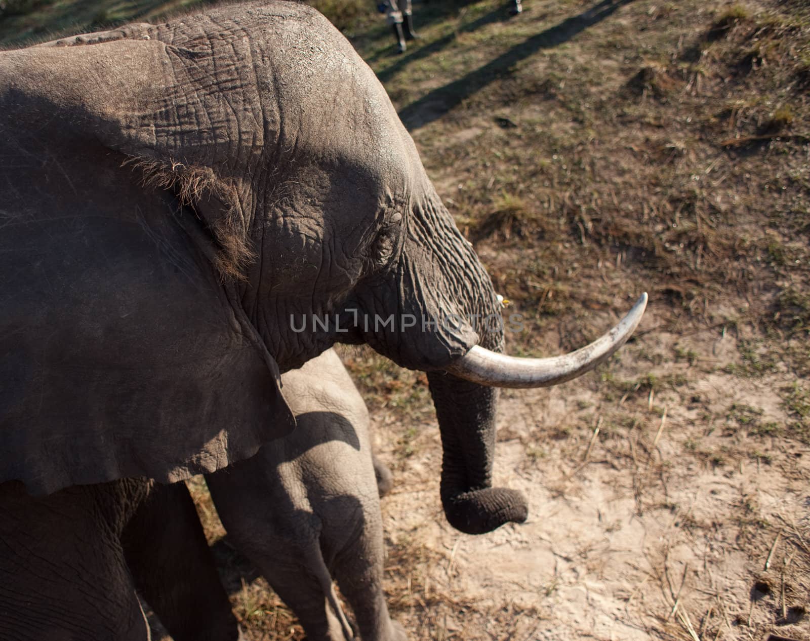 High angle view of AFRICAN ELEPHANT (Loxodonta africana)