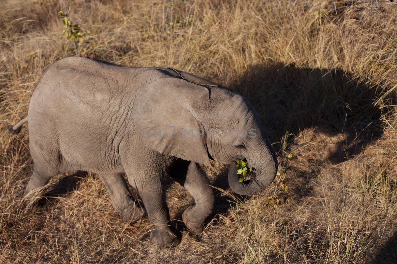 High angle view of BABY AFRICAN ELEPHANT (Loxodonta africana)