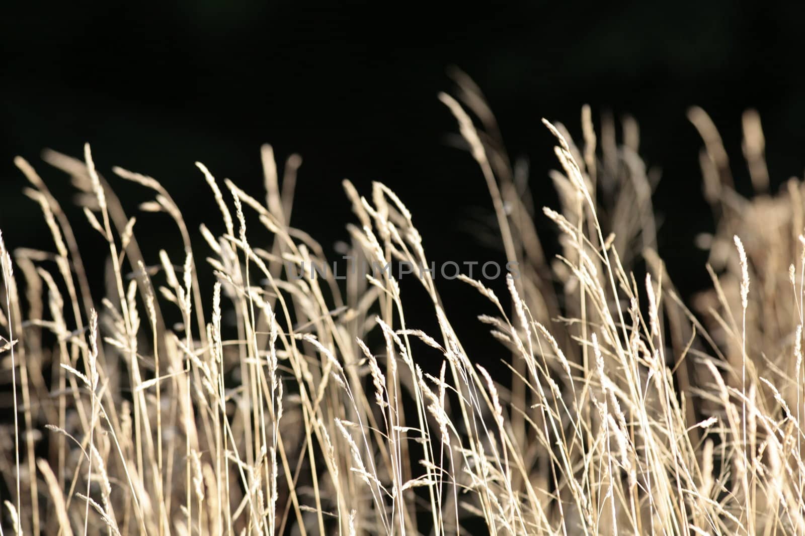 wild wheat grass in a field.....