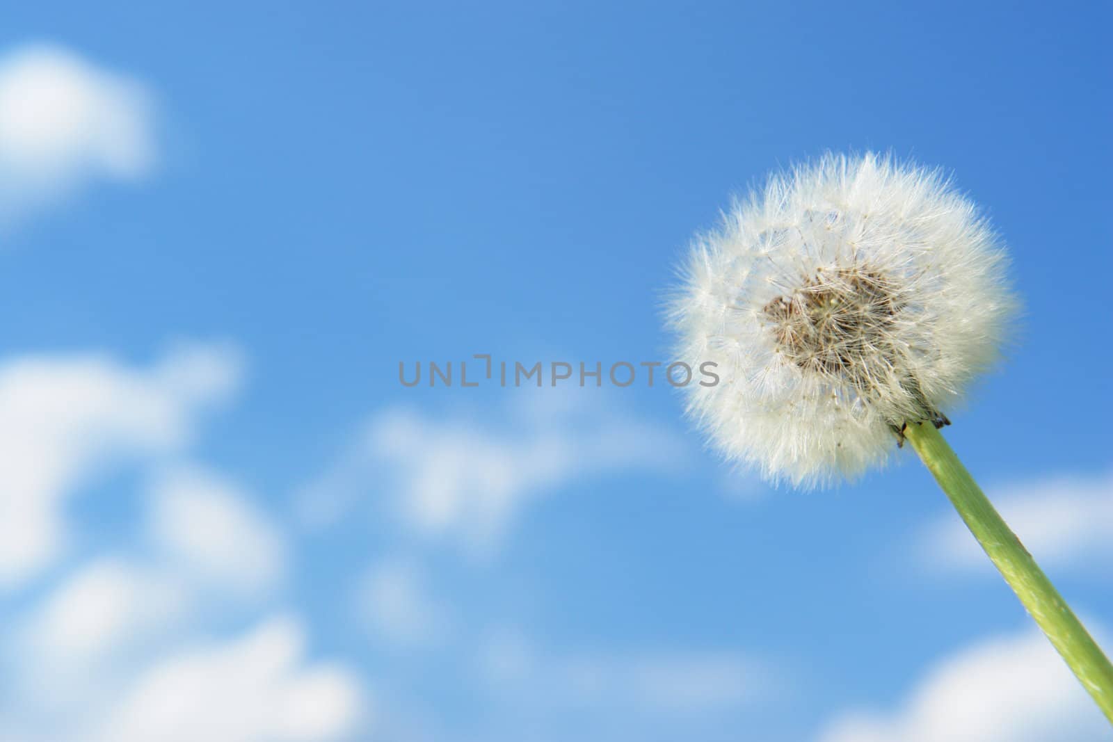 blowball dandelion clock at springtime in the wind