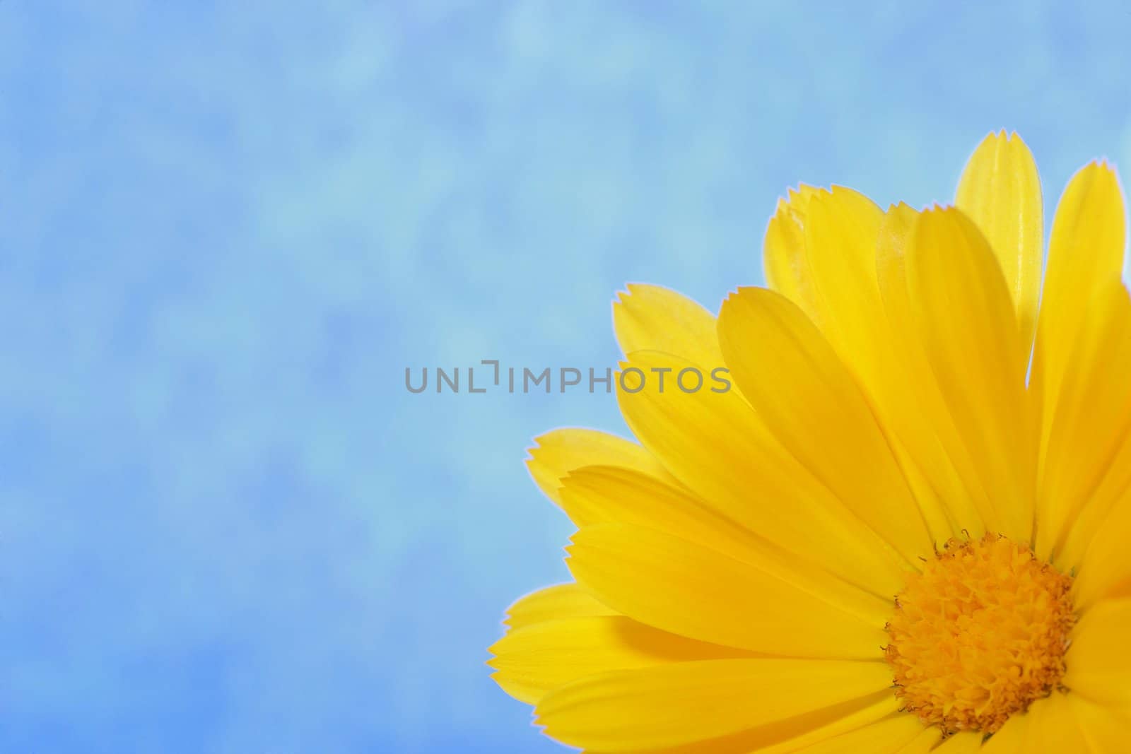 Flower isolated