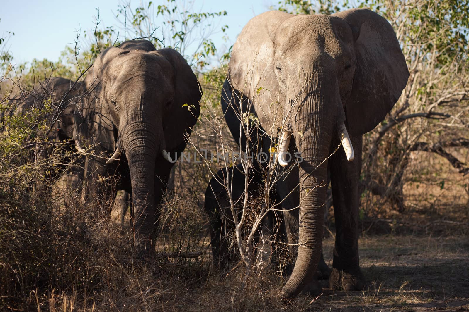 Two AFRICAN BUSH ELEPHANTS (Loxodonta africana) walking