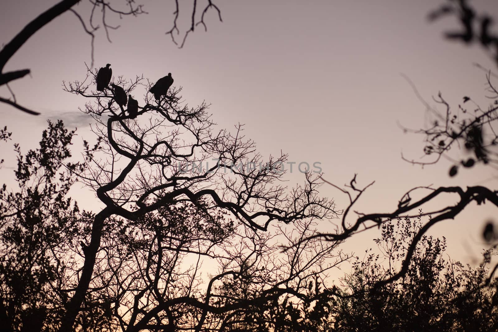 Four vultures perched in a tree by edan