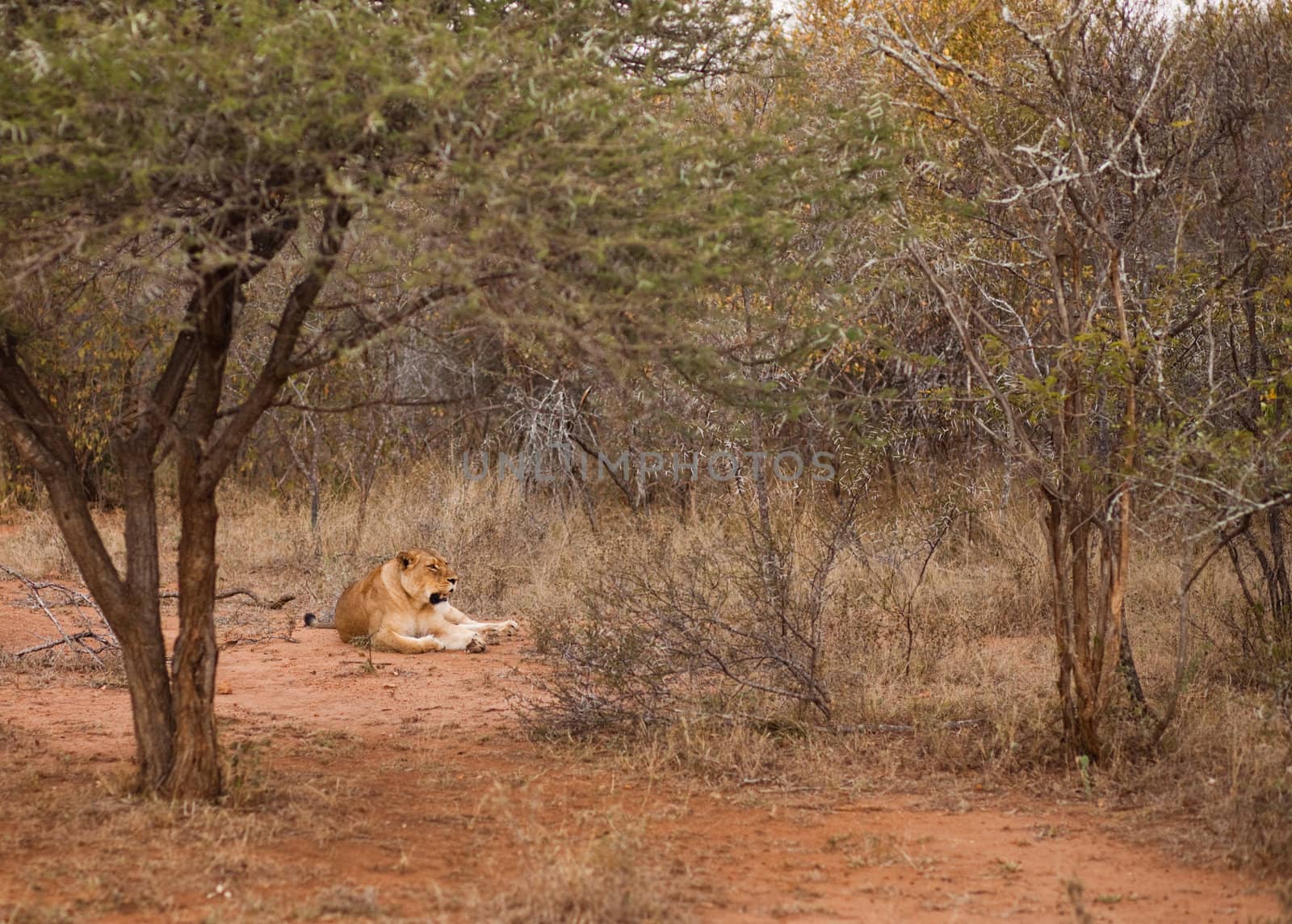 Female lion relaxing in the bush, South Africa
