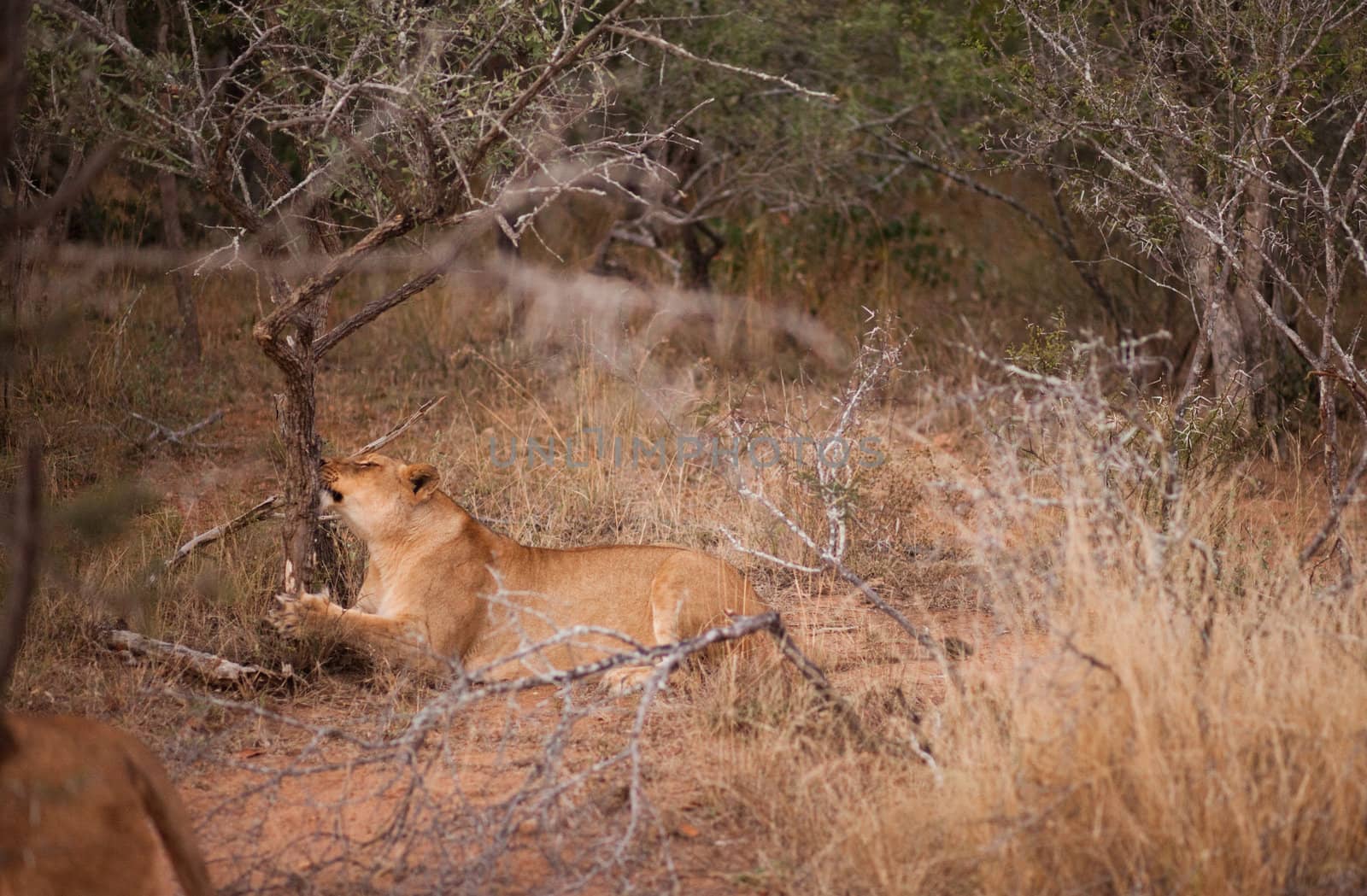 Female lion scratching at a tree by edan