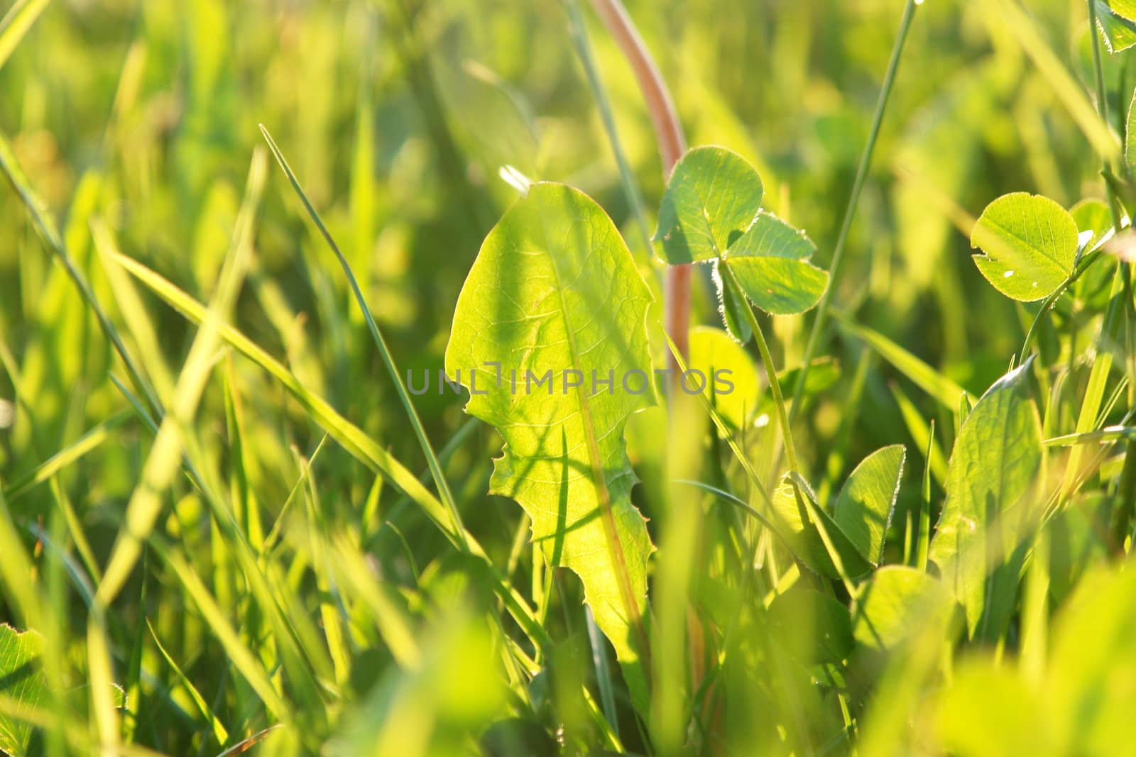 Close-up of a nice shining grass