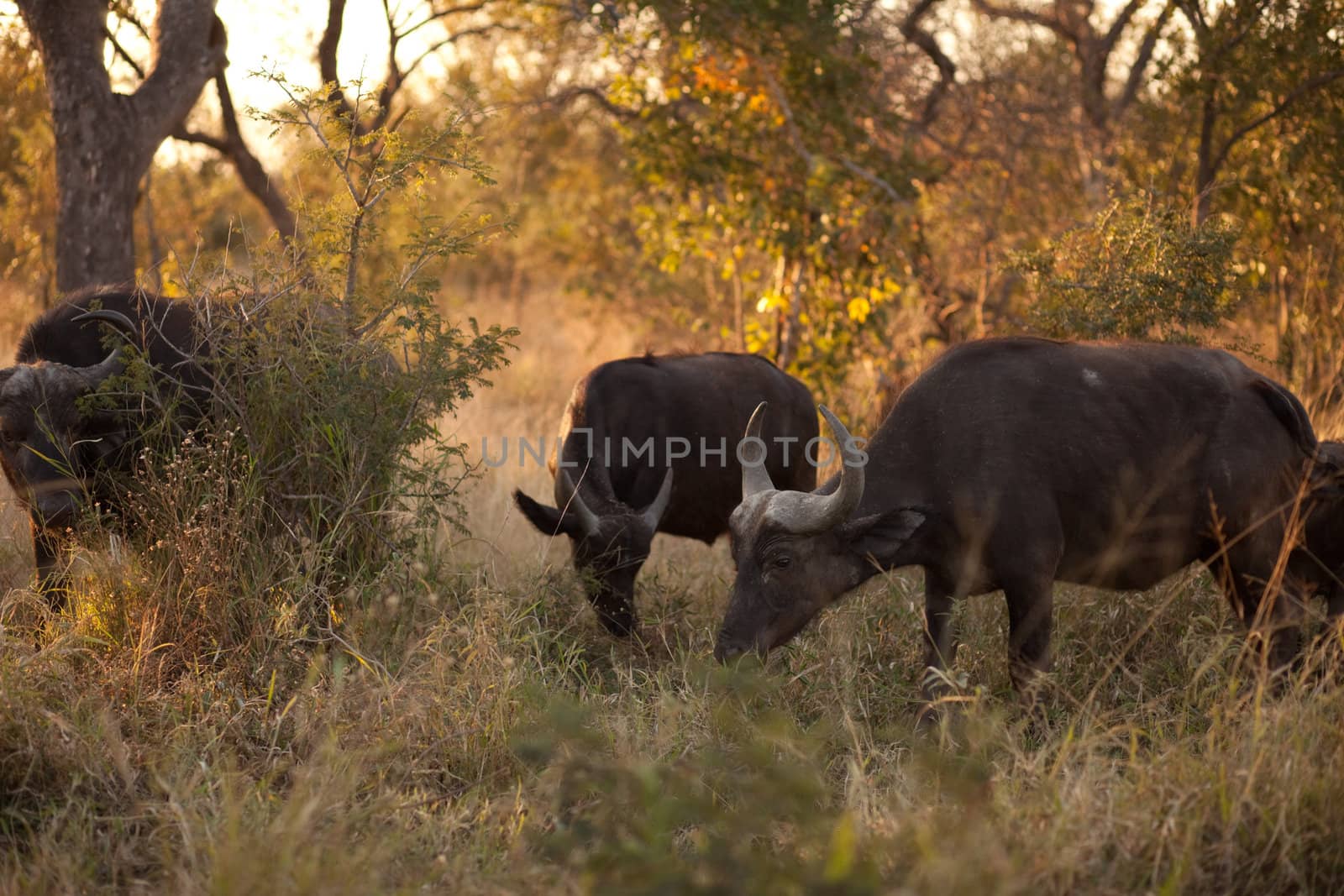 AFRICAN BUFFALO (Syncerus caffer) near Kruger National Park