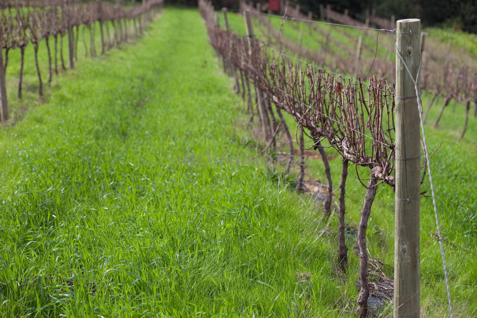Empty grape rows in vineyard, Franschhoek, South Africa
