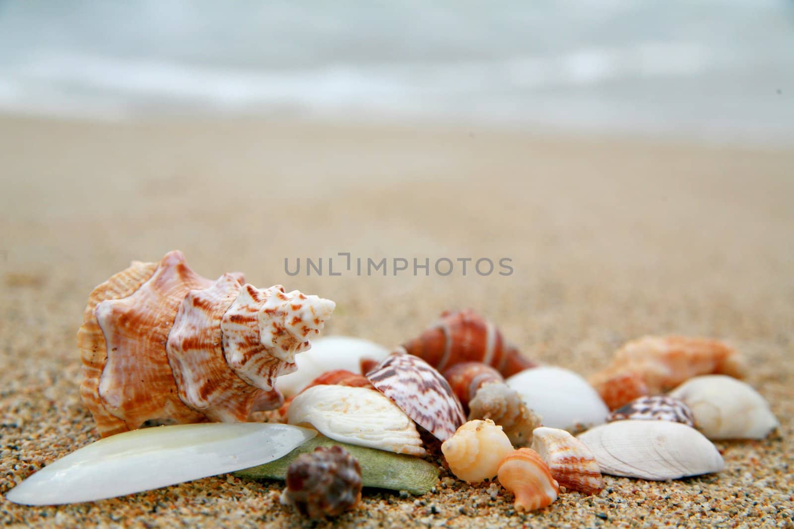 beautiful shells on very nice beach, focus in on the shells (shallow DOF)............