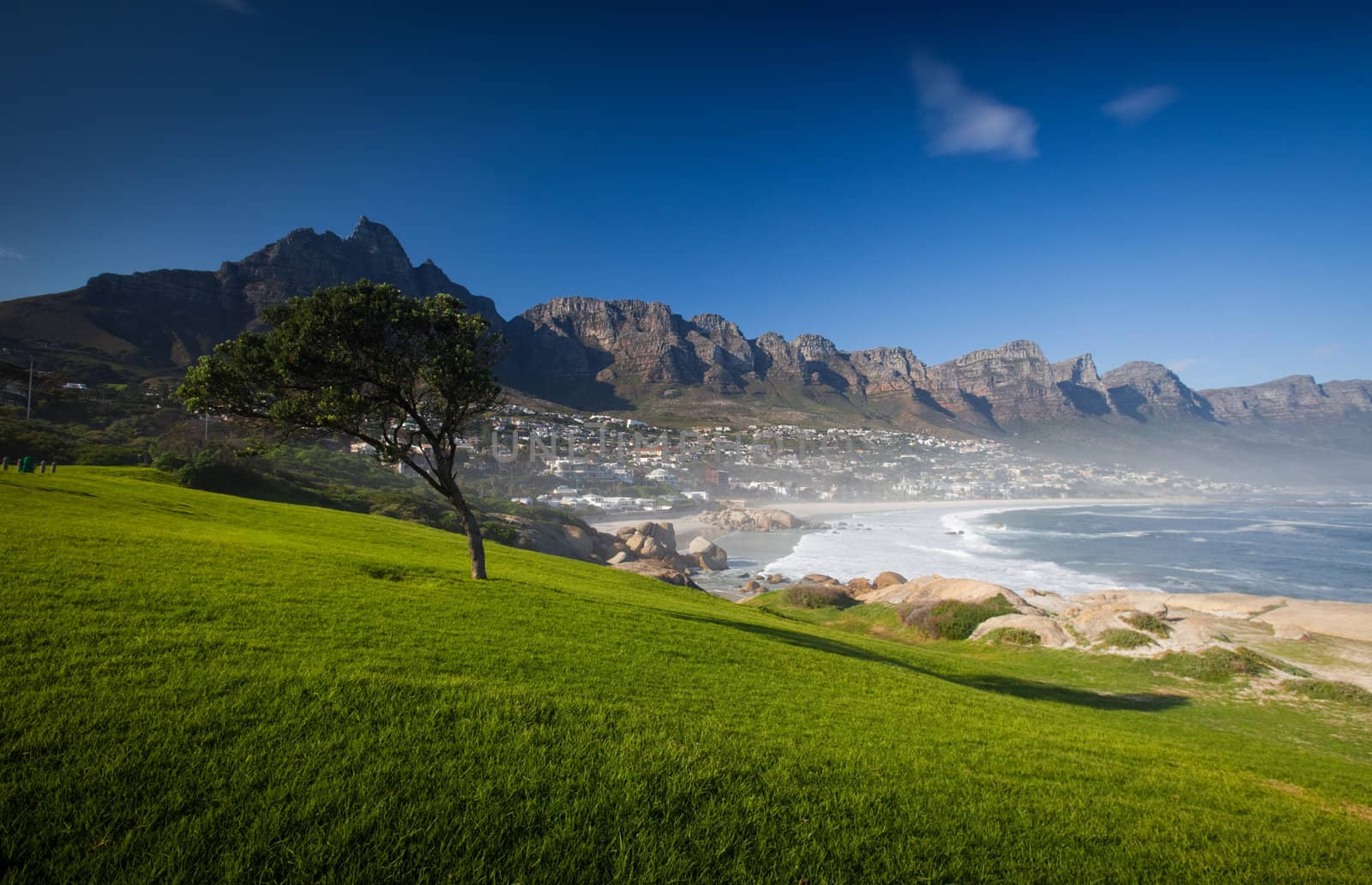 Grass, Tree, and Blue Sky, Camps Bay, South Africa