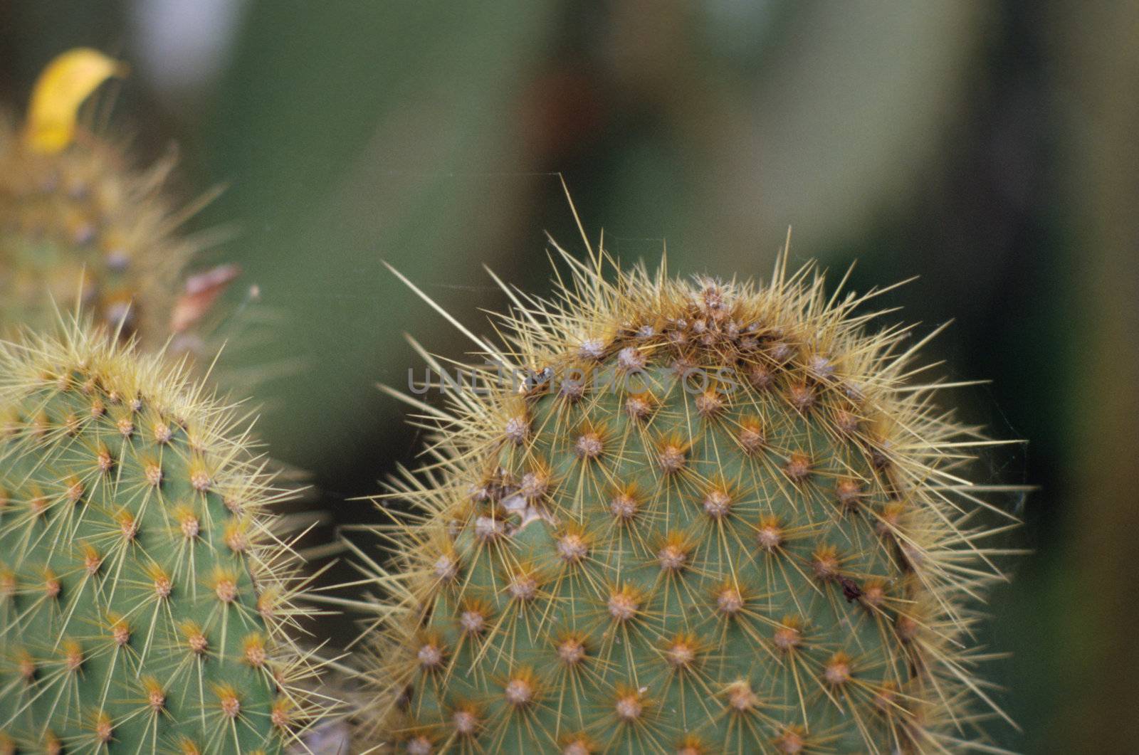 Close up photo of spiky cactus leaves, Ecuador