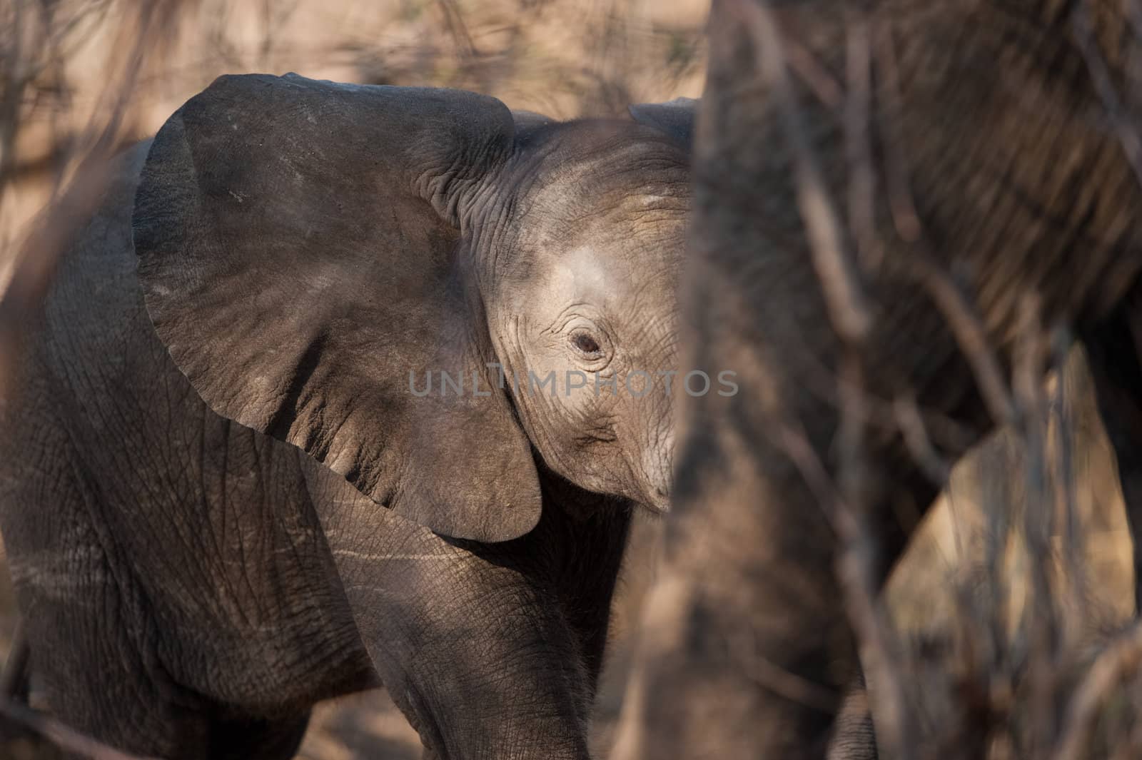 Baby elephant walking 2 by edan