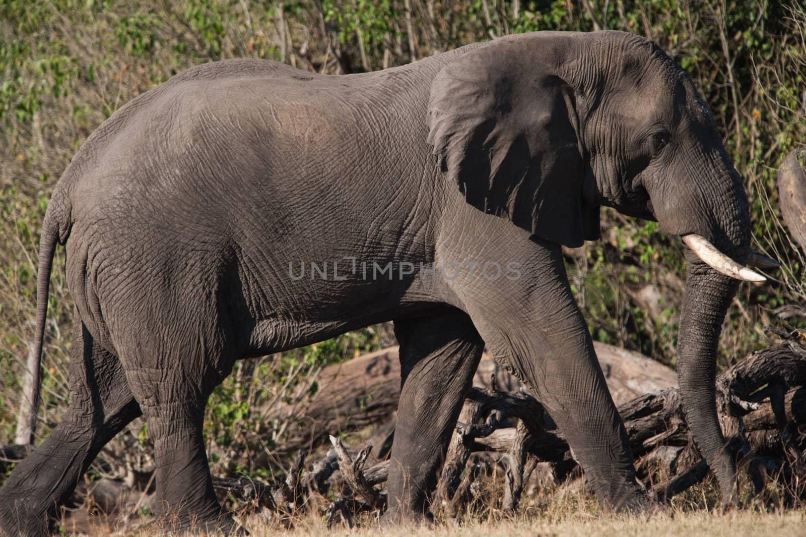 Elephant walking profile view by edan