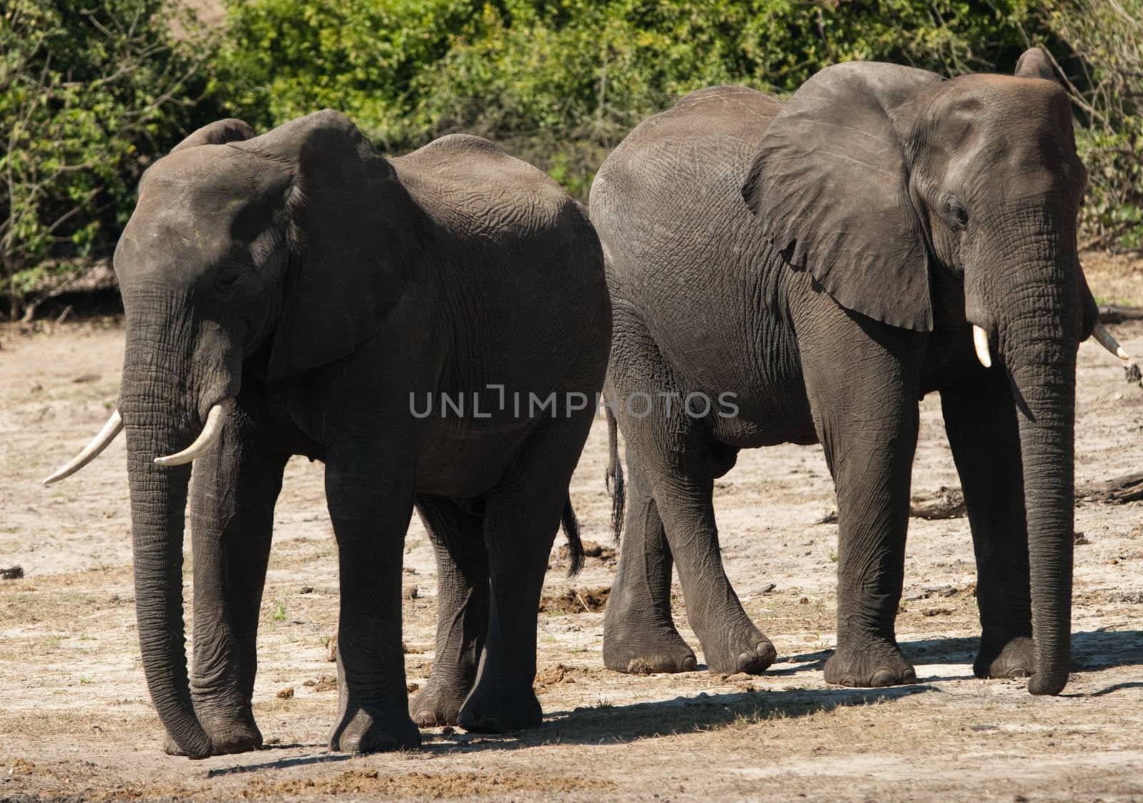 Two elephants, head-on by edan