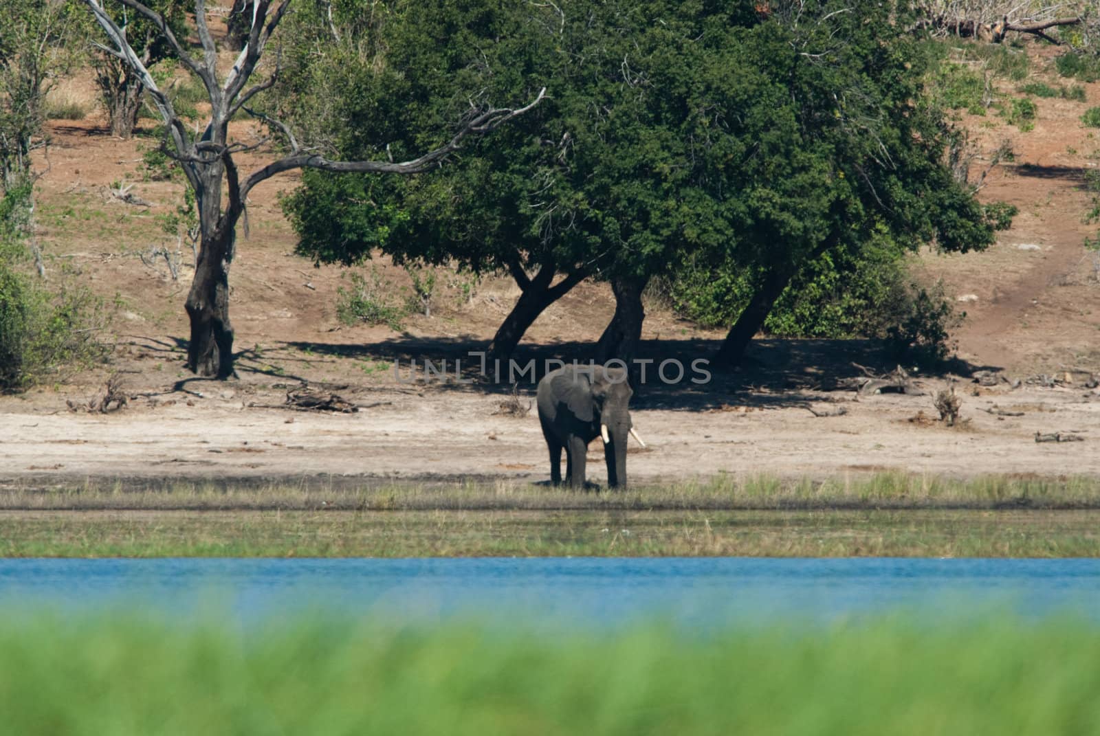 Baby elephant at the side of a river