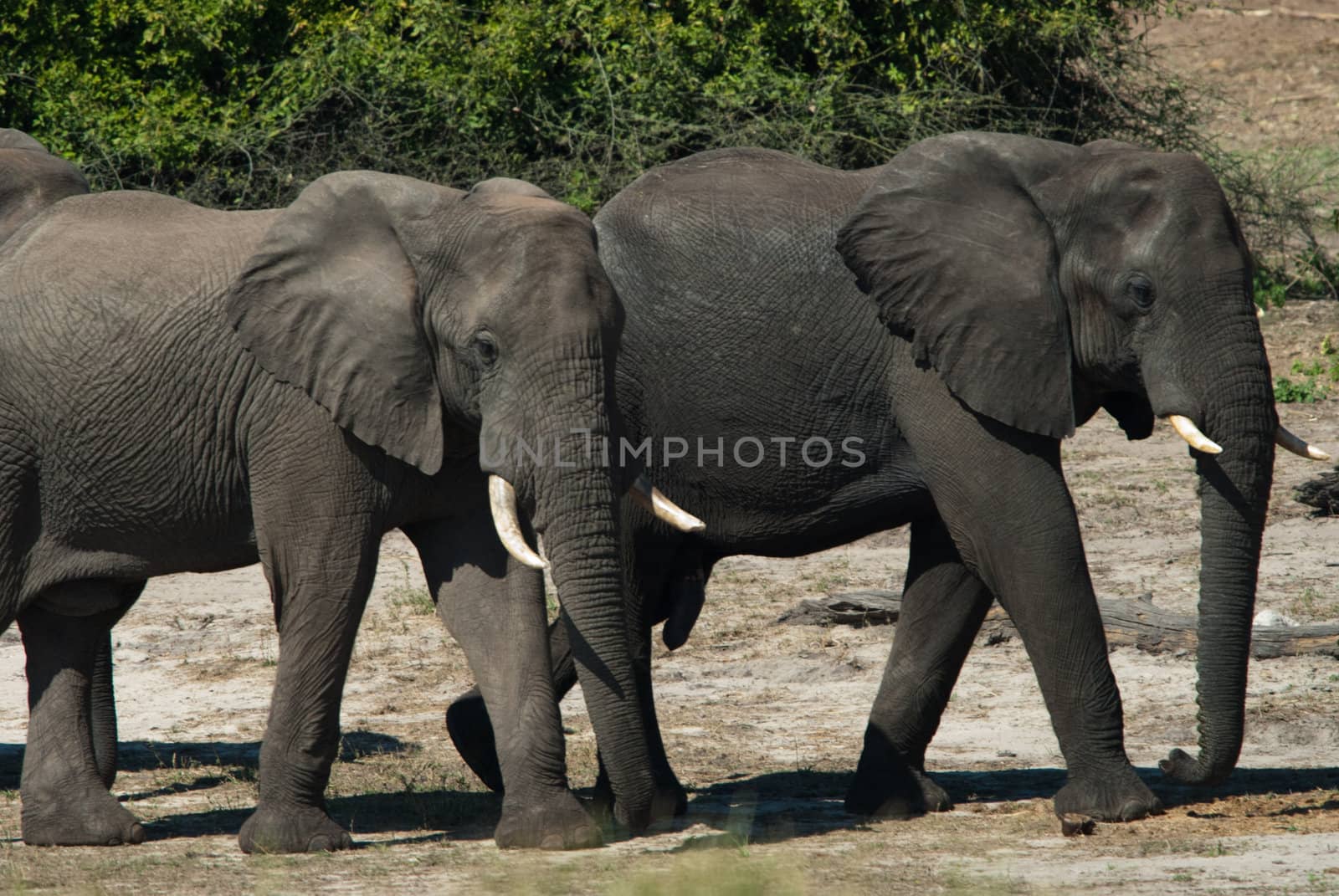 Two elephants by edan