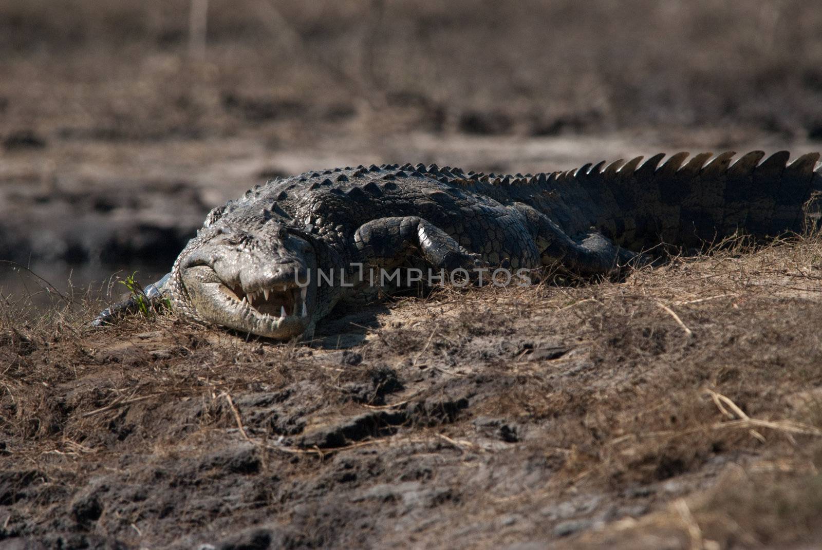 Crocodile baring teeth, Chobe National Park, Botswana