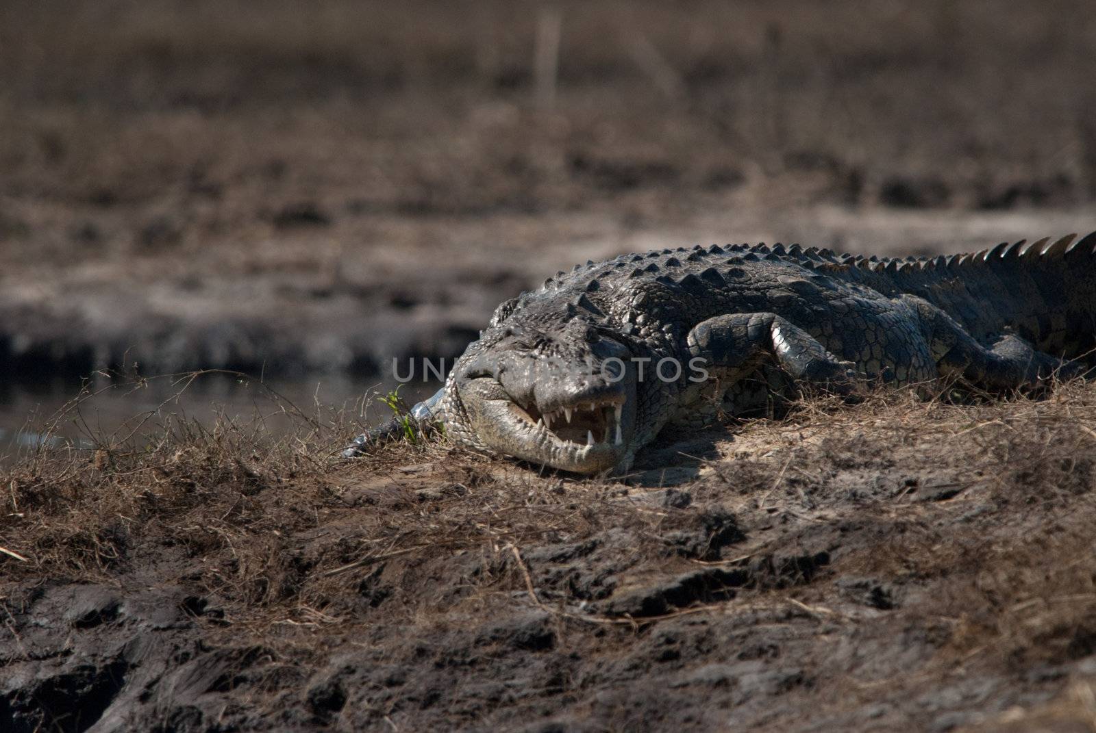 Crocodile baring teeth, Chobe National Park, Botswana