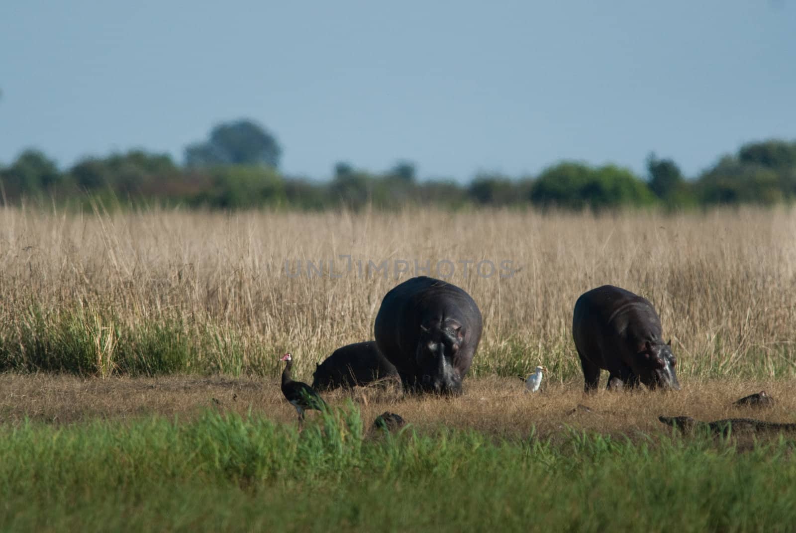 Two grazing HIPPOPOTAMUS (Hippopotamus amphibius), Chobe National Park