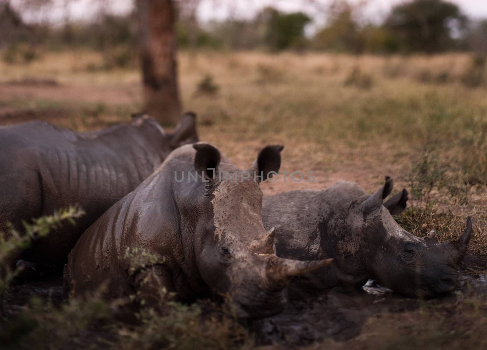 Group of rhinos in the mud by edan