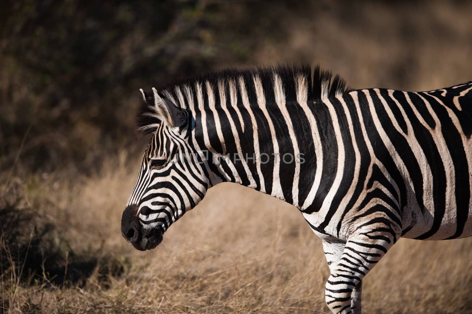 PLAINS ZEBRA (Equus quagga) profile view, South Africa